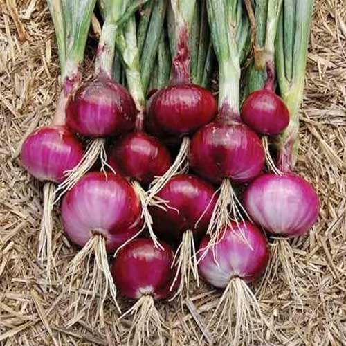 Onion (Nasik Red) image b