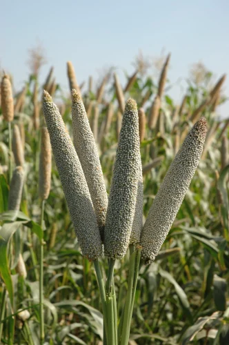 Hybrid Bajra Chetak - 786 image b