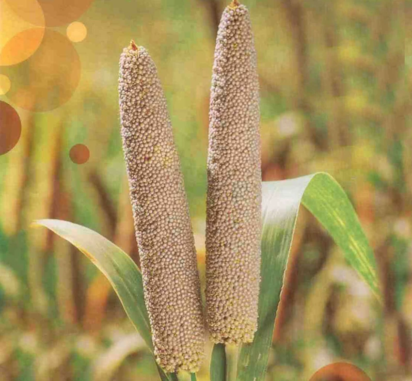 Hybrid Bajra Chetak - 786 image c
