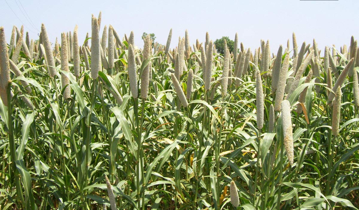Hybrid Bajra Chetak - 786 image d