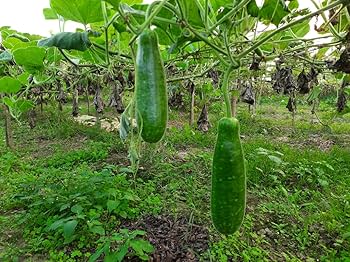 Bottle Gourd Dharidhar image b