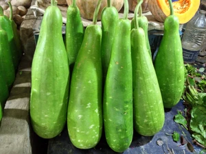 Bottle Gourd Dharidhar image c