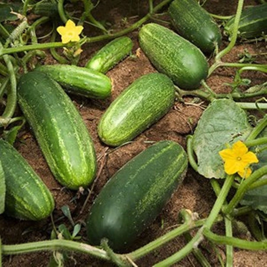 Cucumber Maharani image a