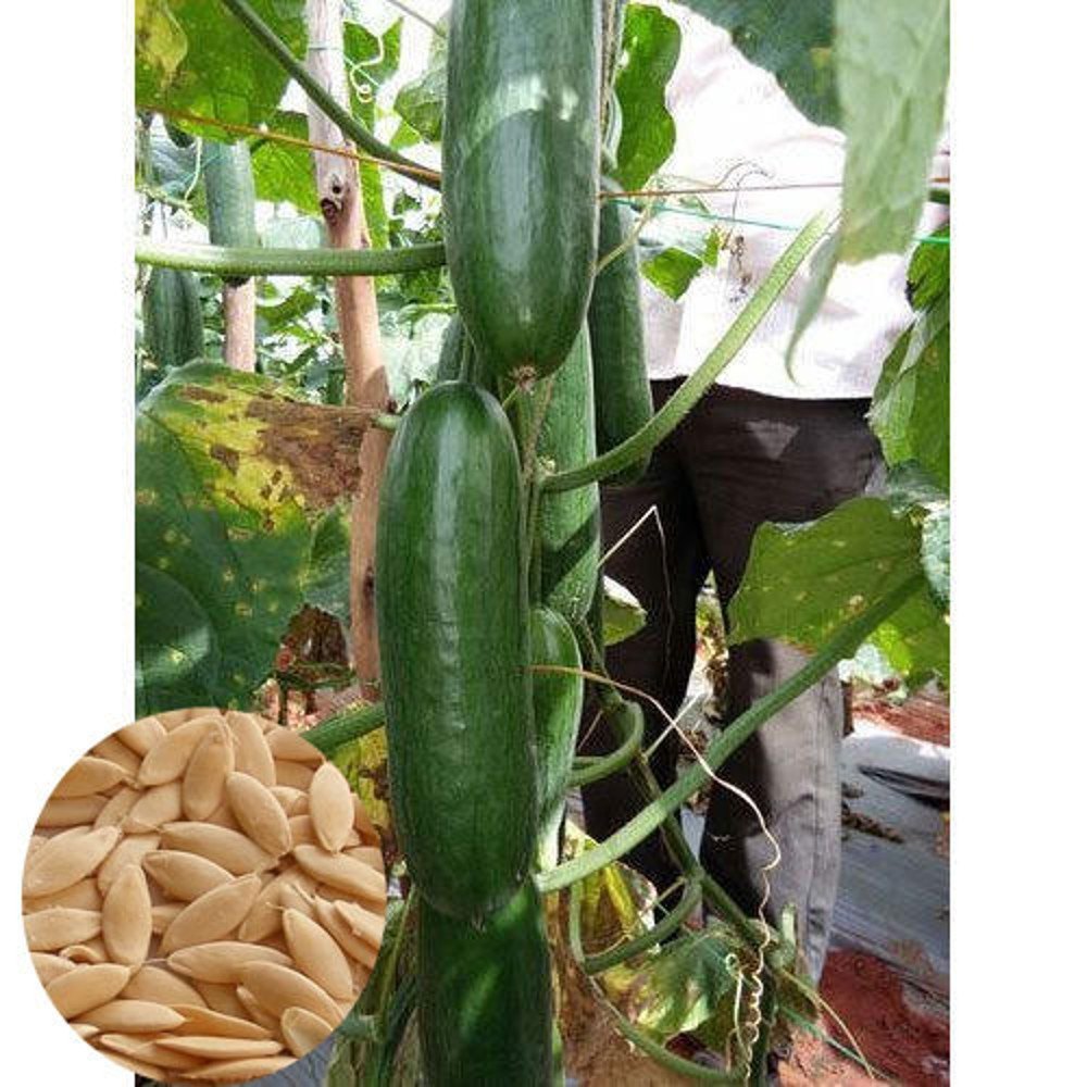 Cucumber Maharani image b