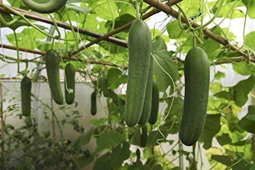 Cucumber Maharani image c