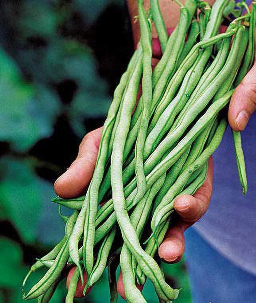 Lobhiya (Bodi) image a