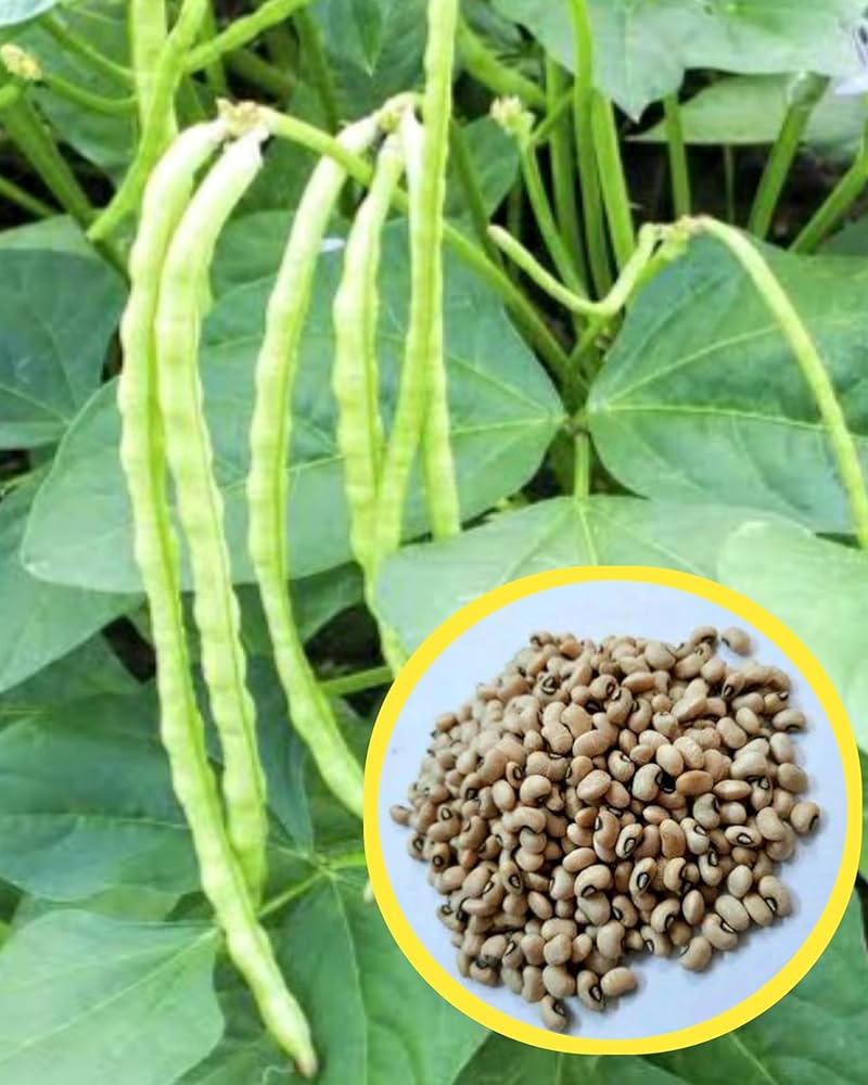 Lobhiya (Bodi) image c