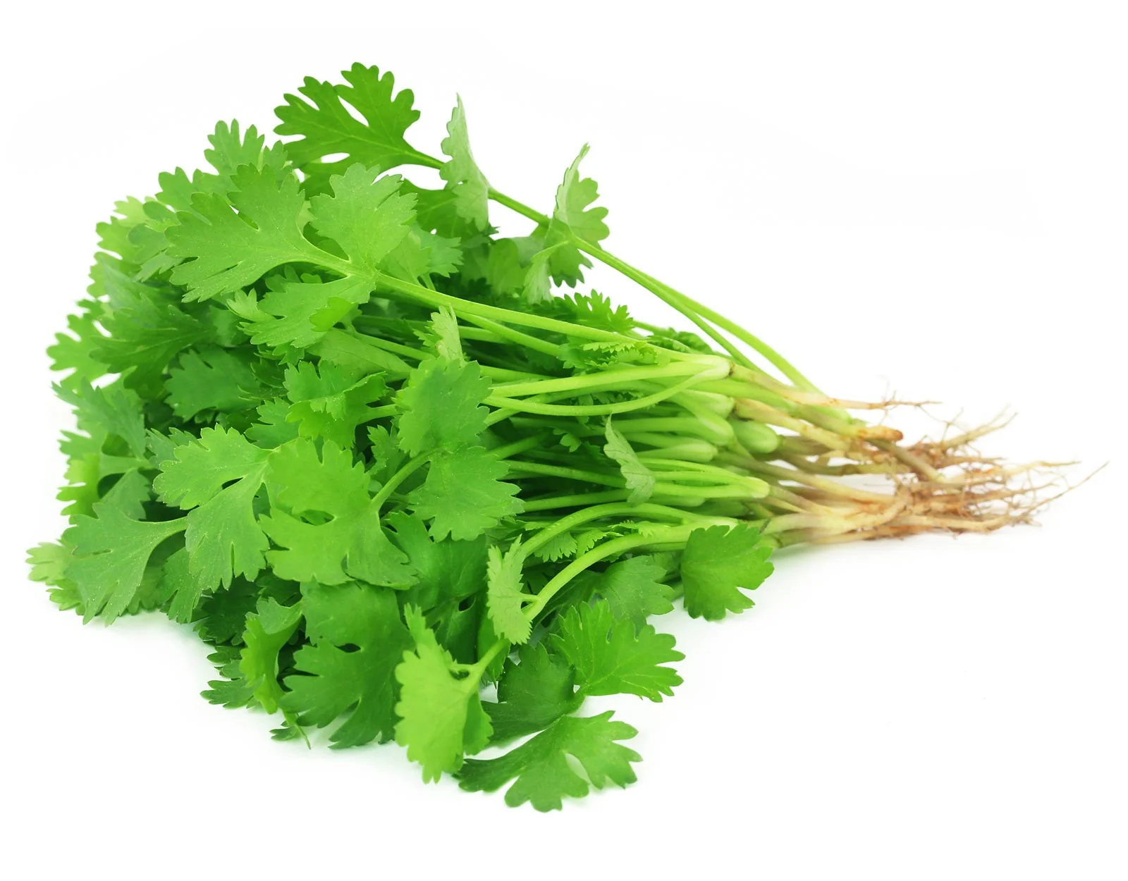Coriander Seeds Komal image a