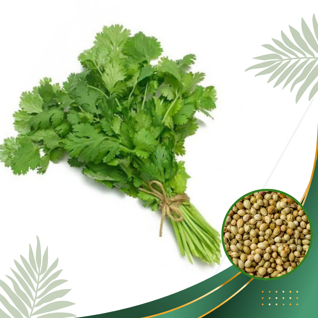 Coriander Seeds Komal image b