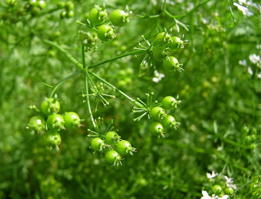 Coriander Seeds Komal image c