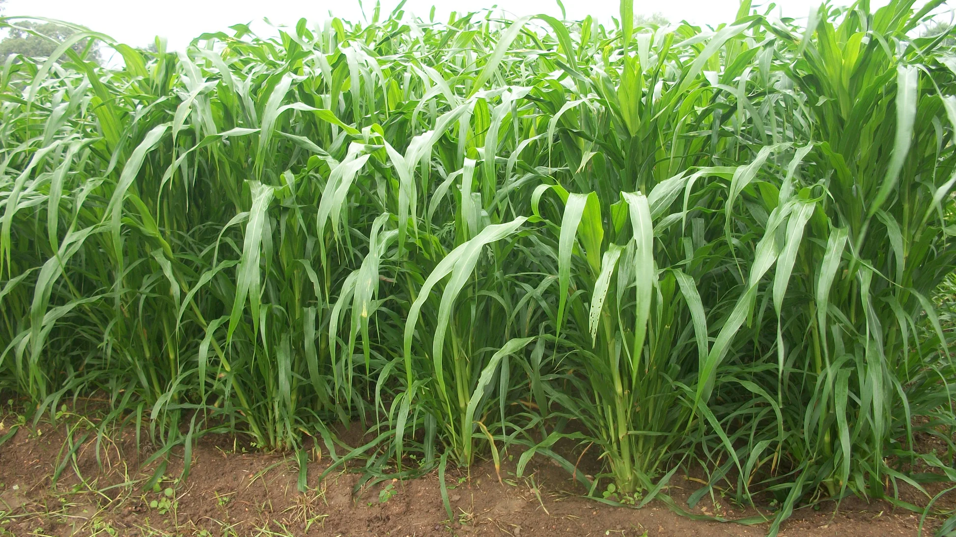 Multicut Bajra image c