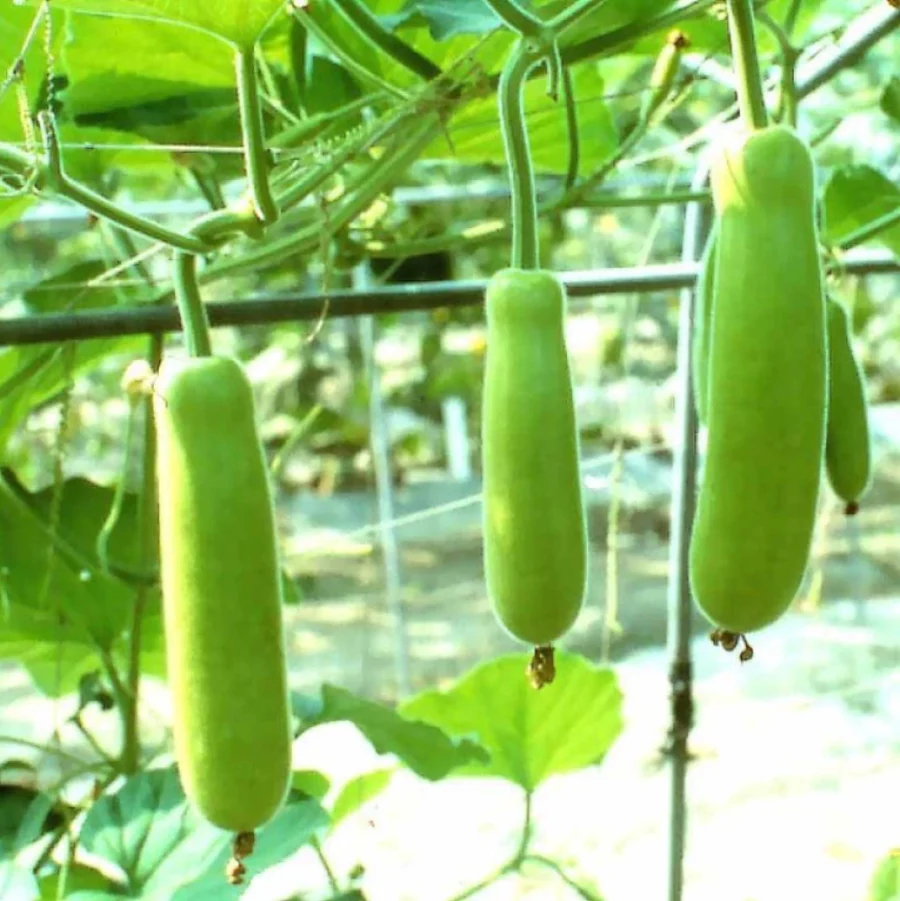 Bottle Gourd Pally 7 image b