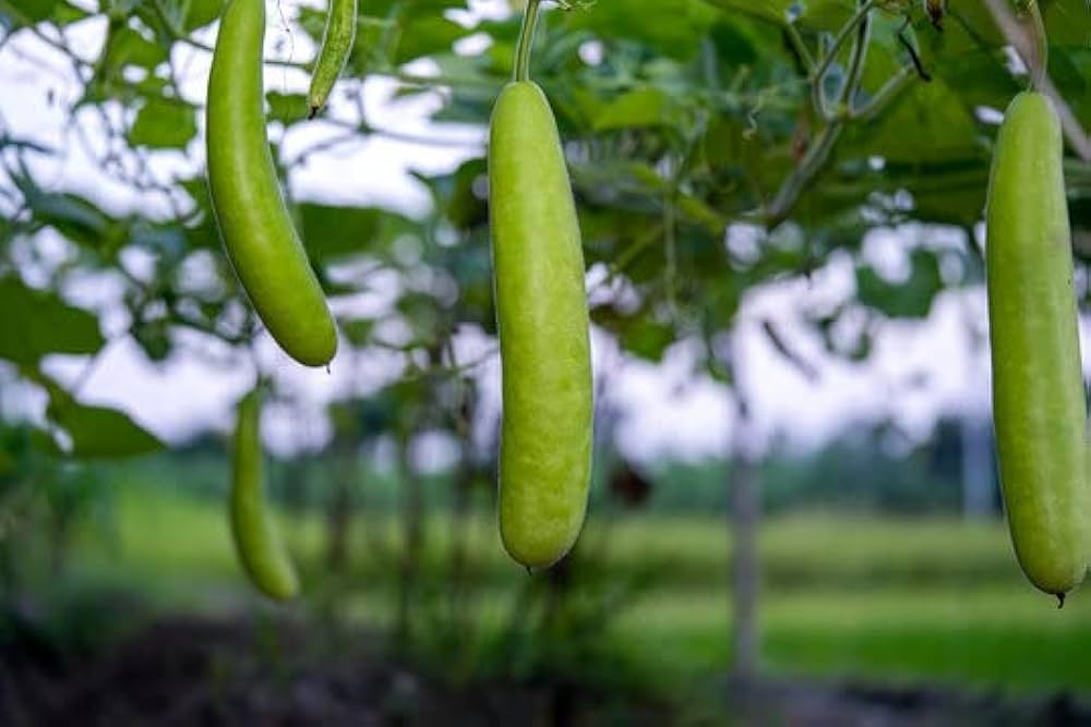 Bottle Gourd Pally 7 image c