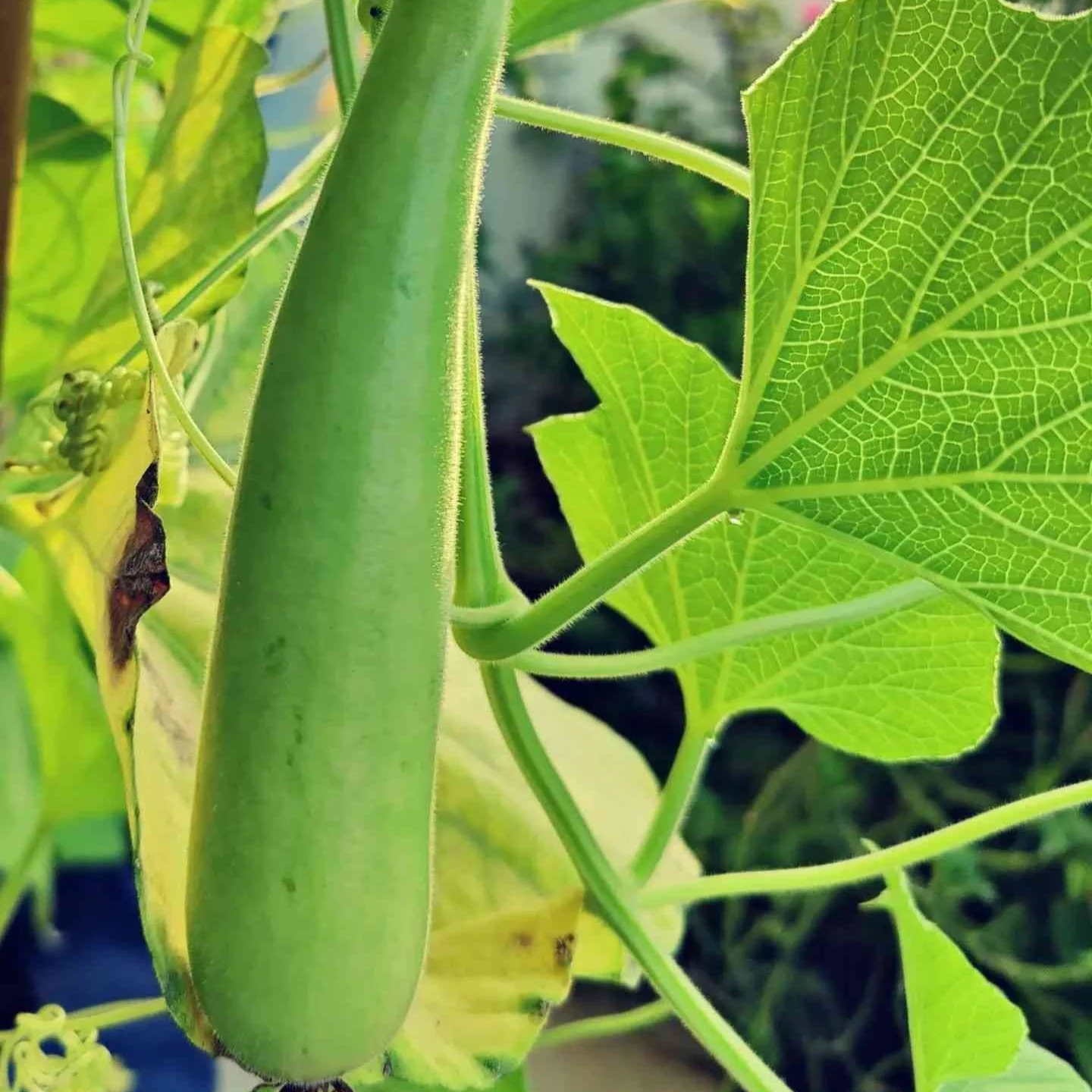 Bottle Gourd Pally 7 image d