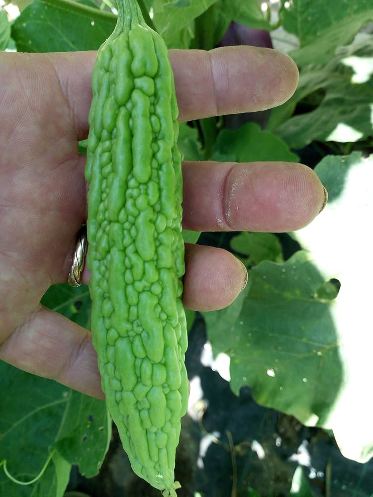Bitter Gourd Katai image a