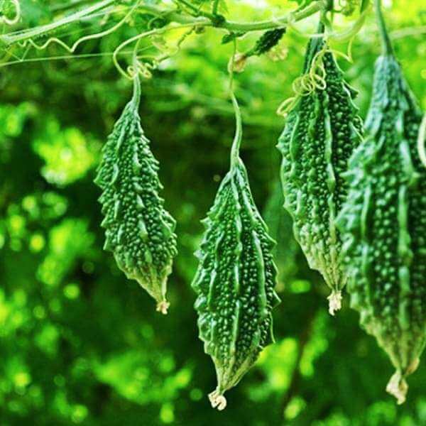 Bitter Gourd Katai image c