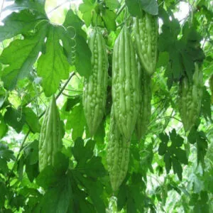 Bitter Gourd Jaunpuri image a