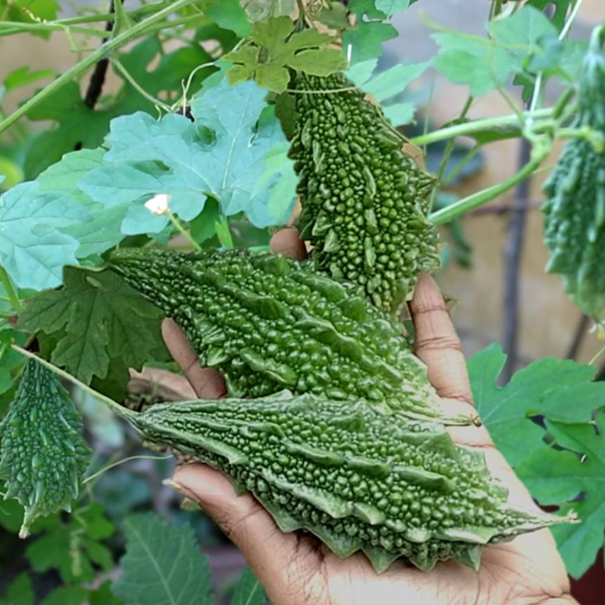 Bitter Gourd Jaunpuri image b