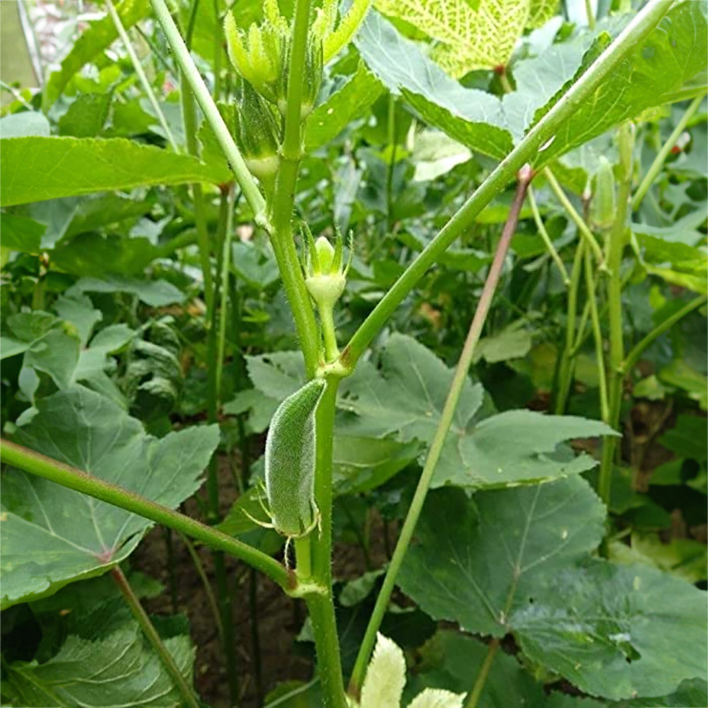 Bhindi Herein image a