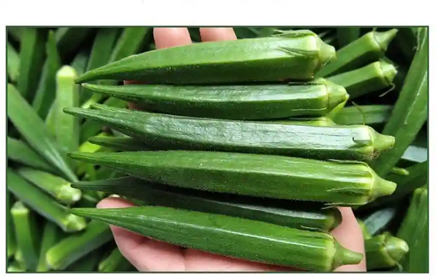 Bhindi Herein image c