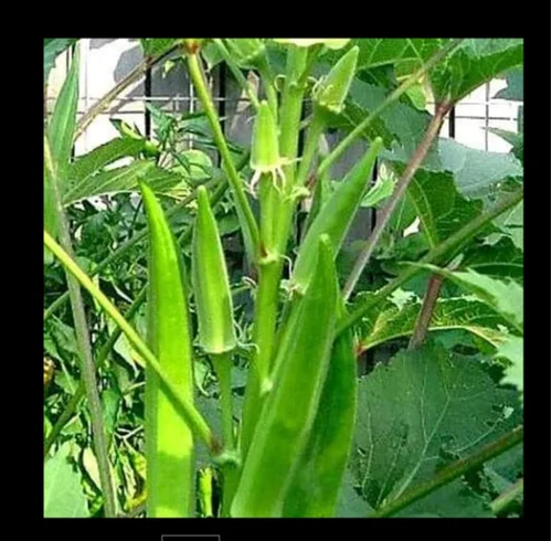 Bhindi F1 Rimjhim image a