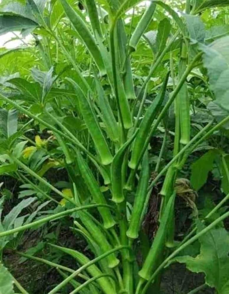Bhindi F1 Rimjhim image b