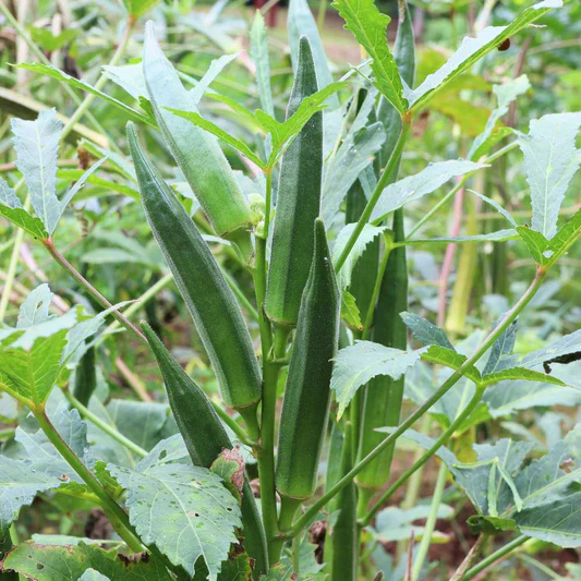 Bhindi F1 Rimjhim image c