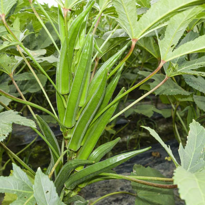 Bhindi F1 Rimjhim image d