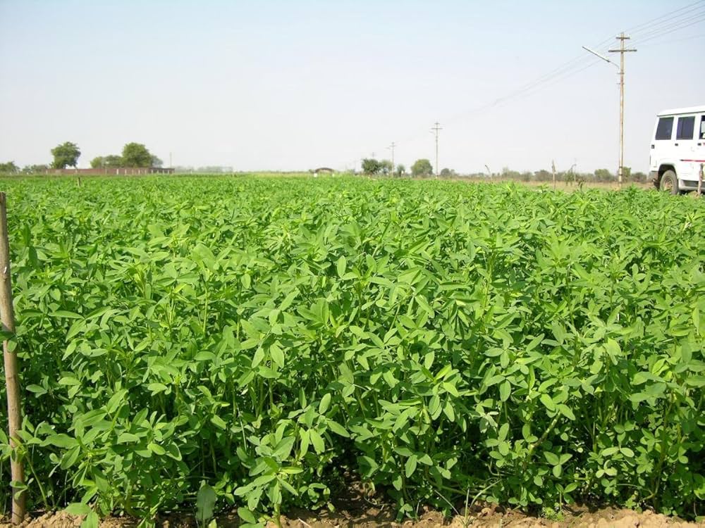 Barseem Hadu image d