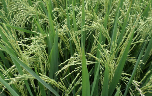 Paddy PB - 2511 image c