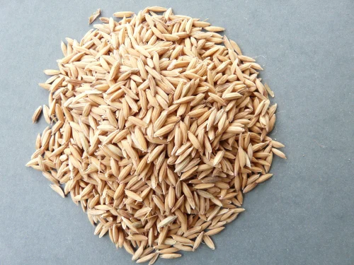 Paddy PB - 2511 image d