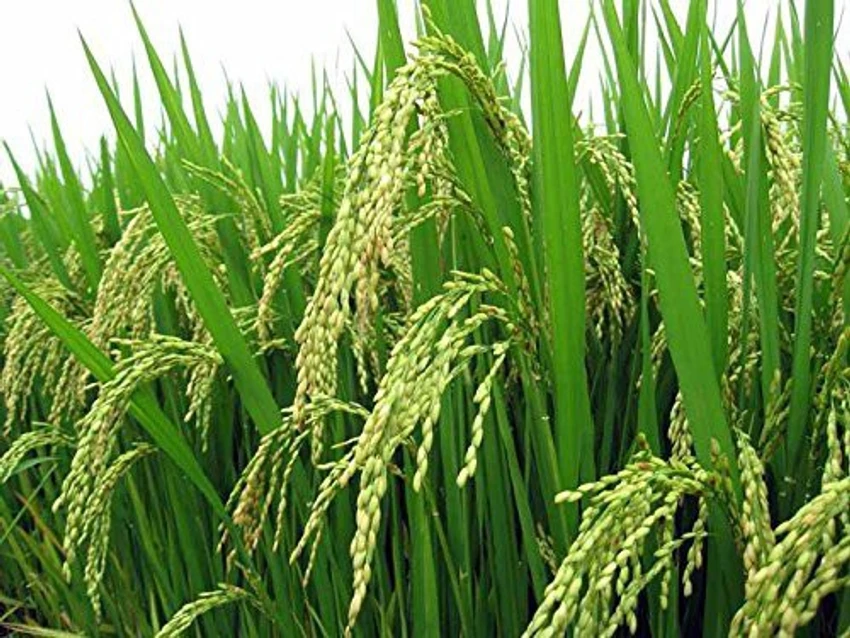 Paddy PB - 1847 image c