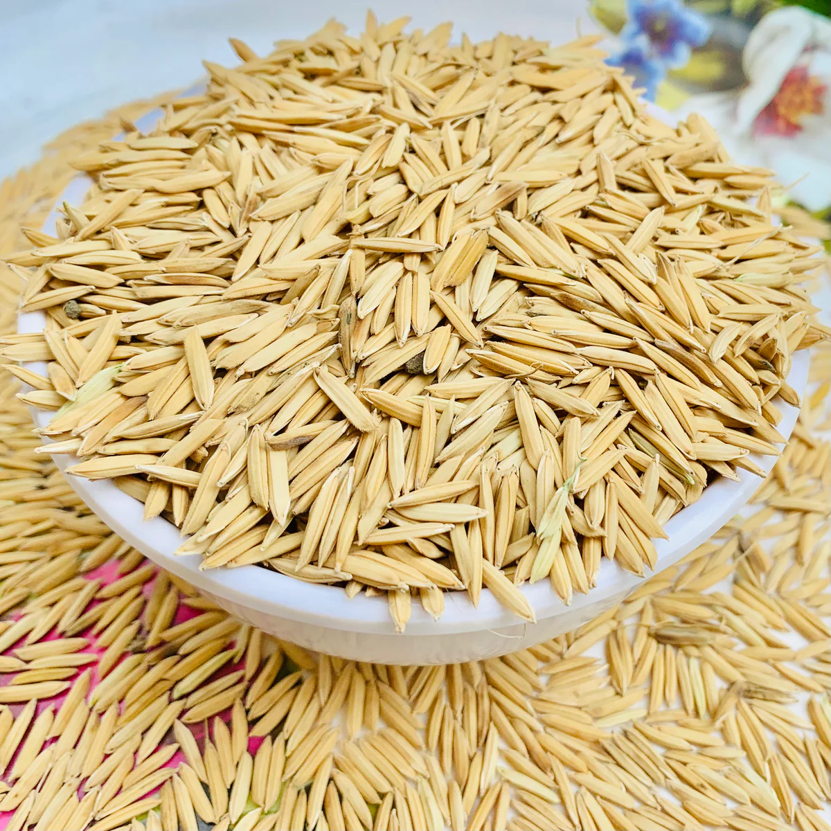 Paddy PB - 1692 image c