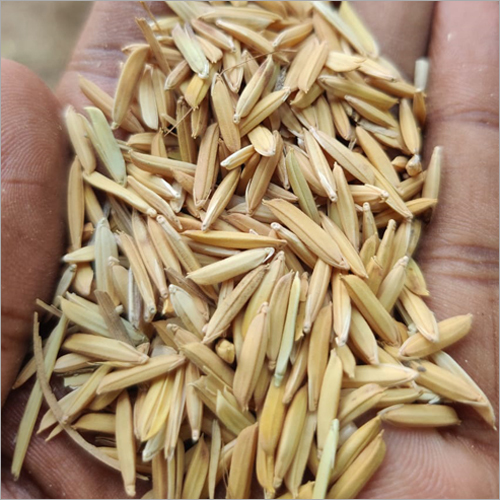 Paddy PB - 1692 image d