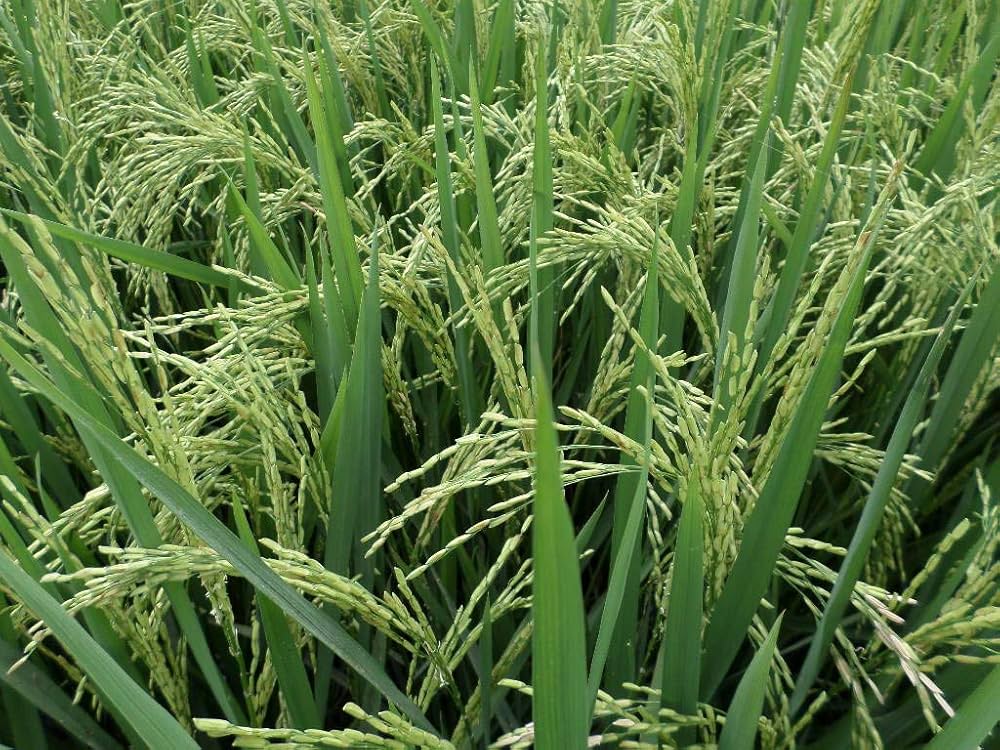 Paddy PB - 1121 image a