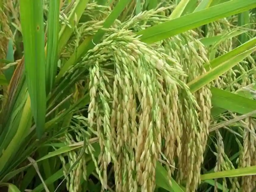 Paddy PB - 1121 image b