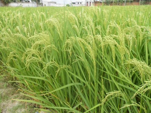 Paddy PB - 1121 image c