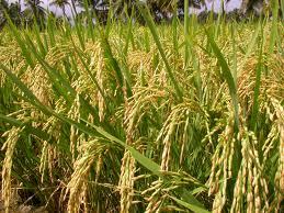 Paddy PR - 126 image d