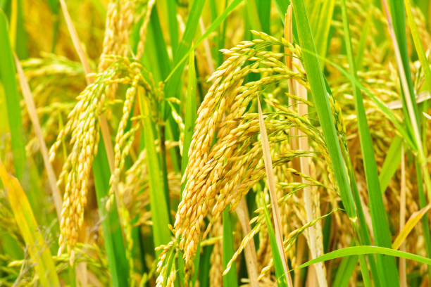 Paddy K - 701 image a