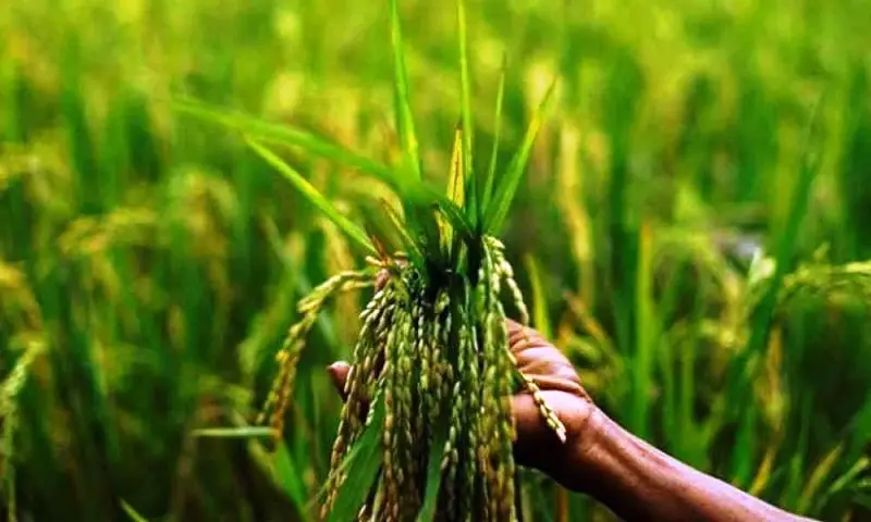 Paddy K - 701 image d