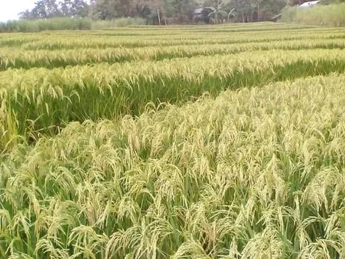 Paddy Sharabati image a