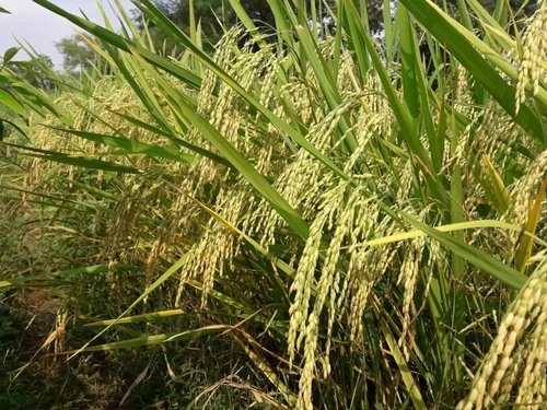 Paddy Sharabati image b