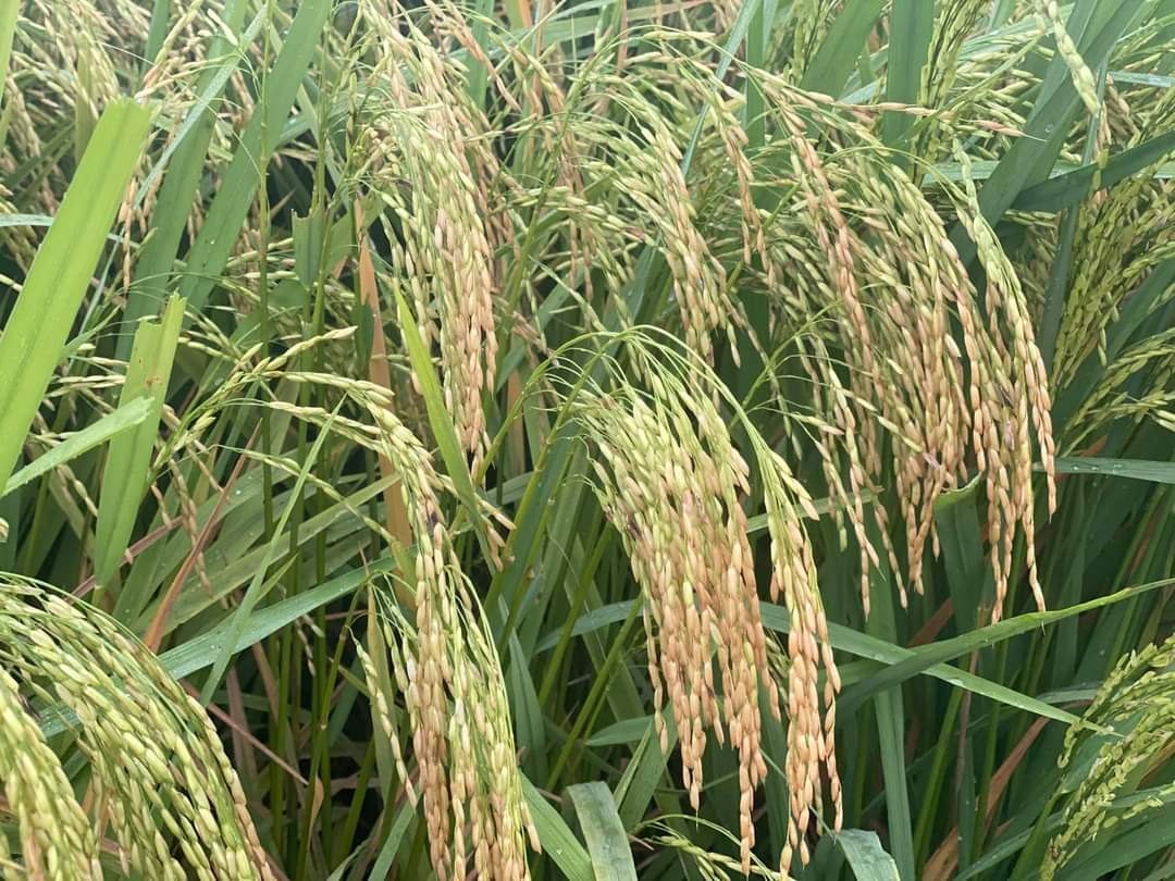 Paddy Sharabati image c
