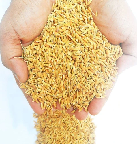 Paddy Sharabati image d